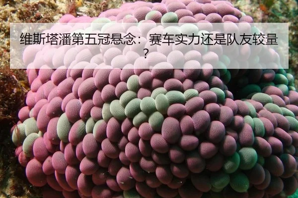 wei-si-ta-pan-di-wu-guan-xuan-nian-sai-che-shi-li-hai-shi-dui-you-jiao-liang-3-507.jpg